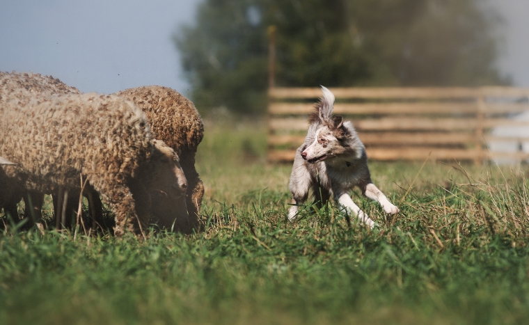 Farm Insurance sheep dog with sheep
